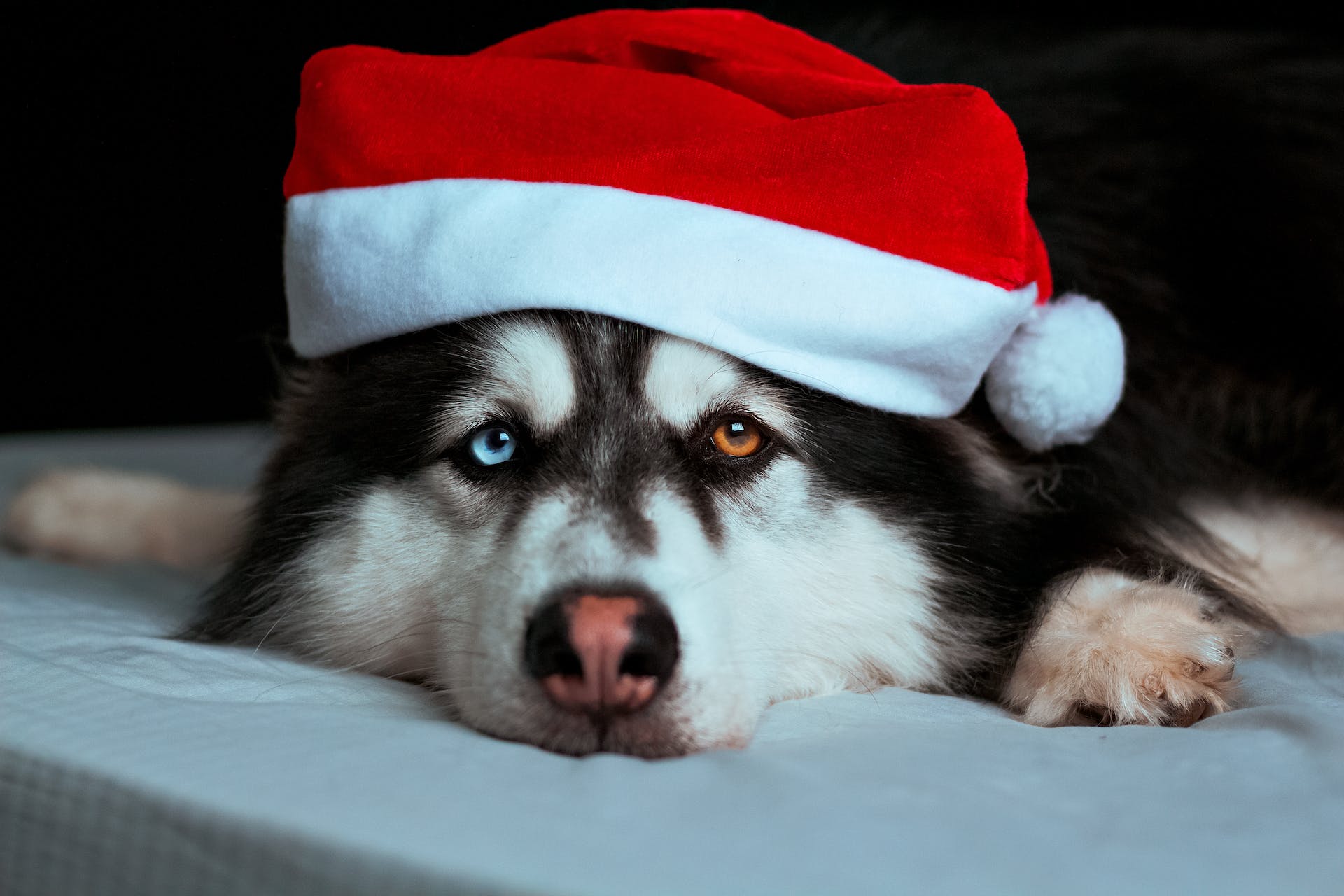 Siberian Husky wearing a Christmas Santa hat