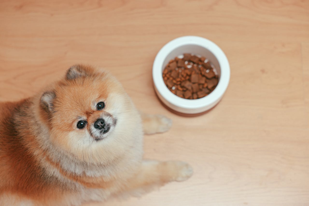 Paw-fect Portions: Choosing the Right Dog Food Bowl Size