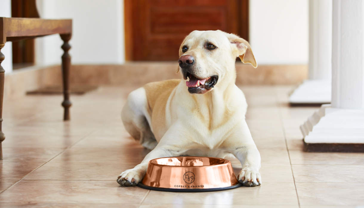 Copper Dog Bowls - What's All the Fuss About?